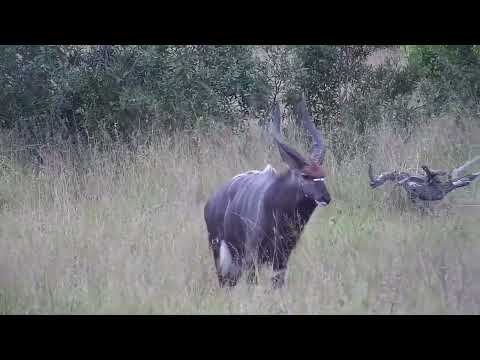 Djuma: Nyalas - 10:30 - 04/22/2023