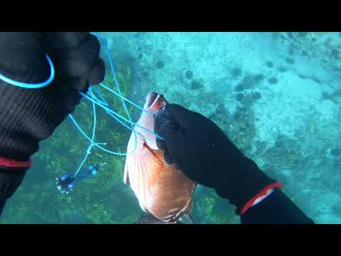Sydney Spearfishing - Double tap Red Mowie