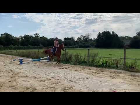 Halester Dia 4 ans x Diamant de semilly