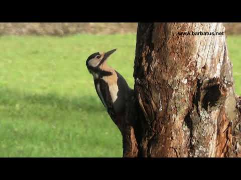 Pico picapinos ( Dendrocopos major ) Great Spotted Wood