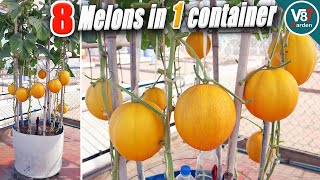 How to Grow Melon in Container from Seed to Harvest