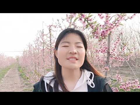 桃樹不開花
