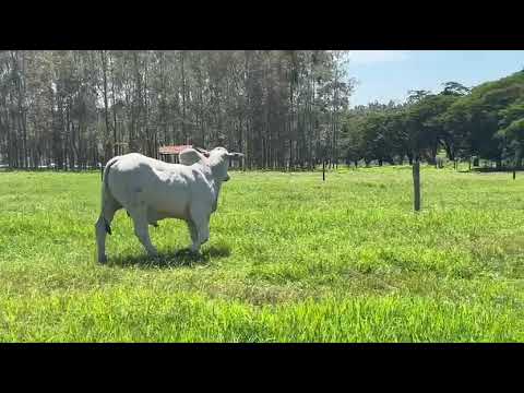 TOURO NELORE - KIRAN DA GUARITA - GUA A2170