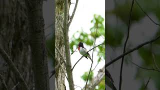 Download lagu Rose breasted grosbeak call! #natgeo #birds #wildlife #bbcearth #sonyalpha mp3