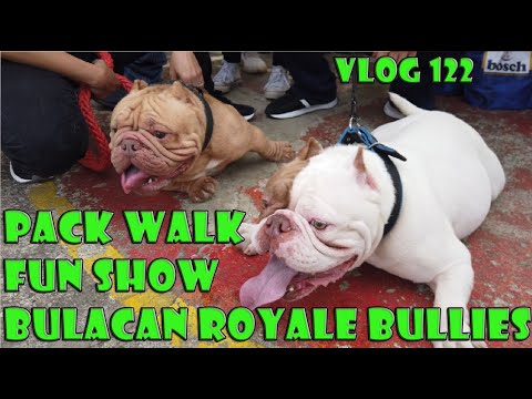 PACK WALK FUN SHOW BULACAN ROYALE BULLIES AMERICAN BULLY DOG | DON RAIDER VLOG 122
