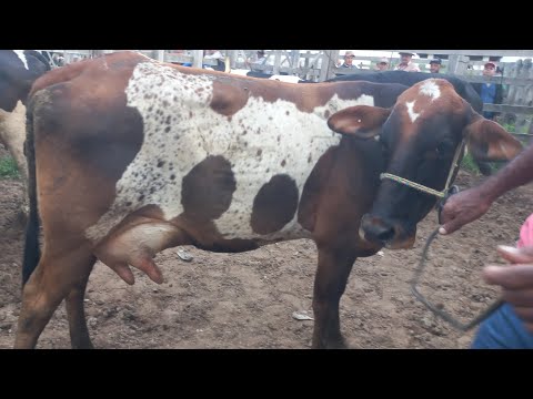 Feira de vaca de leite em Dois Riachos Alagoas 03/06/26#nordeste