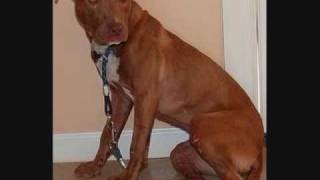 The Story of Hope (available for adoption)