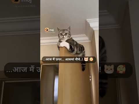 funny cat😃😃😃😃#youtube # short