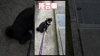 拒否柴さんは案外、チョロイン（笑）＃拒否柴 #柴犬 #shiba #おもしろ