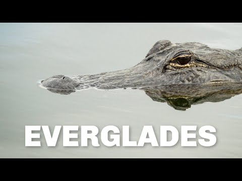 Alligators in Everglades National Park | Wildlife Hiking Trails