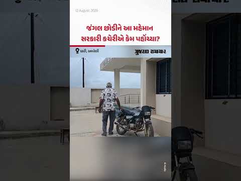 જંગલ છોડીને ધારીની પેટા તિજોરી કચેરી પહોંચ્યા અજગર મહાશય, લોકોમાં અફરાતફરી | Gujarat Samachar જંગલ છોડીને ધારીની પેટા તિજોરી કચેરી પહોંચ્યા અજગર મહાશય, લોકોમાં અફરાતફરી | Gujarat Samachar