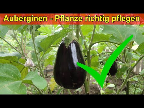 , title : 'Auberginen Pflanzen richtig pflegen / Aubergine ausgeizen, gießen, düngen, Standort'