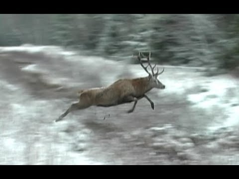 Охота на кабана и косулю. Загонная охота в Беларуси, часть-2.