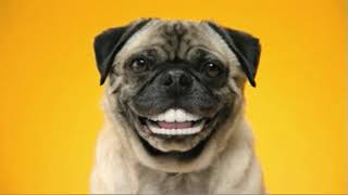 Beware Of The Dog  The Griswolds (explicit lyrics)