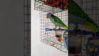 Download lagu Denak Pemikat Burung Puling|Tanau/Blue-rumped Parrot mp3