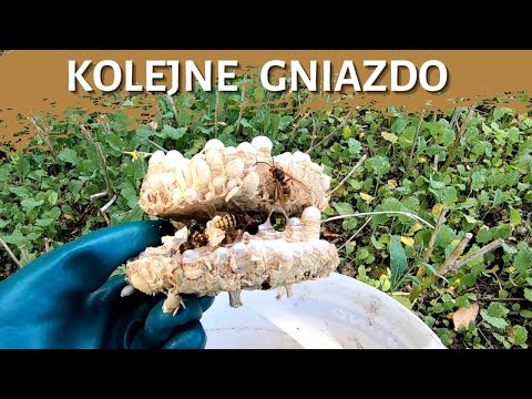Kolejne gniazdo szerszeni - usuwanie gniazda szerszeni  - likwidacja gniazda - szerszenie