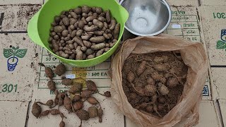 긴마, 인디언감자 종자 !! 육묘포트에 넣고 키우려고 합니다. 한달뒤에 정식