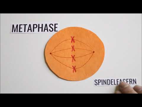 Erklärung der Mitose