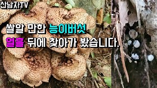 쌀알만한 능이버섯 10일 후 얼마나 성장했을까? (남부) 초보자 능이산행 건강 항암 약초