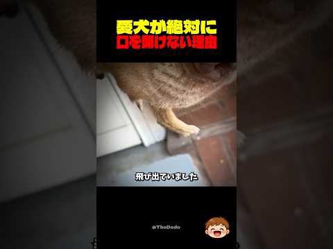 愛犬の口から出た２本の足