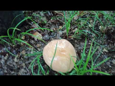 Boletus pseudoregius, Lažna kraljevka, Pijani Tvor