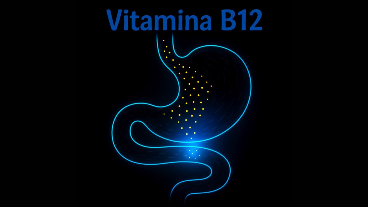 Vitamina B12 (Cobalamina) - Fisiología, metabolismo y deficiencia