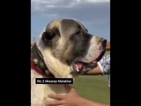 Who is Beast Kangal Vs Aksaray Malaklisi!!