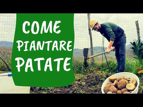 PIANTARE PATATE: 5 errori da evitare e tanti consigli utili