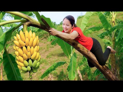 4 Days Harvesting Banana Goes To Village Market Sell - Vegetable Care | Hanna Daily Life