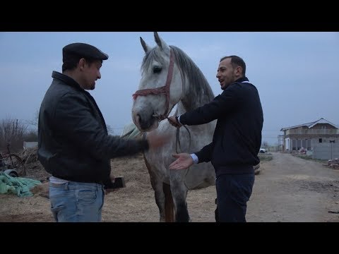 Caii lui Ionut de la Sacadat, Bihor - 2019 Nou!!!