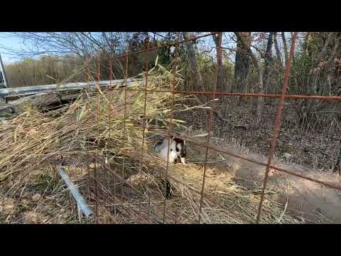 ヤギは何を食べるの?
