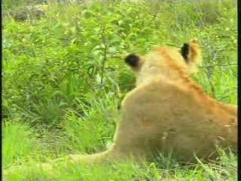 Lions Circle of Life Pt.4  11-08-07  5:44 pm CAT