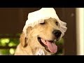 BOYSEN Woof TVC