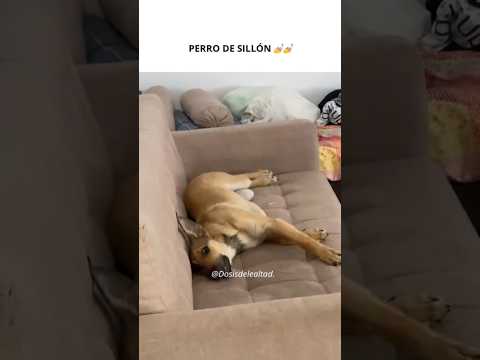 Perro de raza dudosa (??
