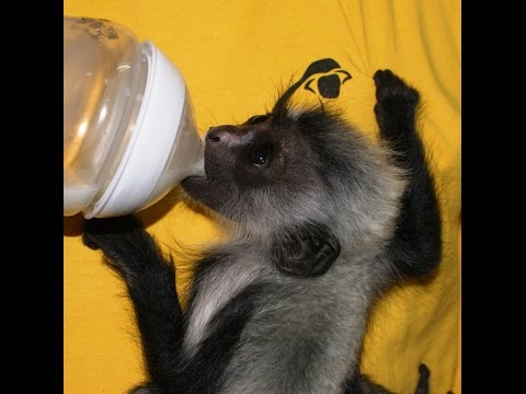 Help Save Primates and their Habitat