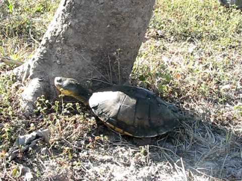 Pantanal Swamp Turtle