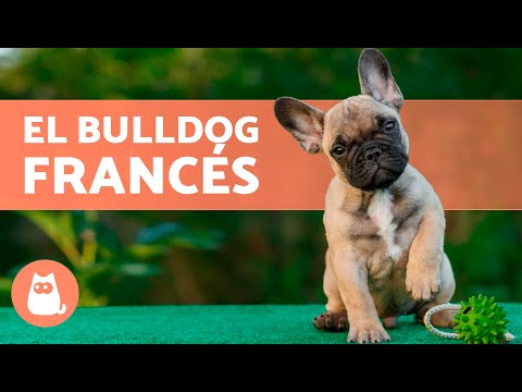 El perro BULLDOG FRANCÉS 🐶 (Origen, Características, Carácter y Cuidados)