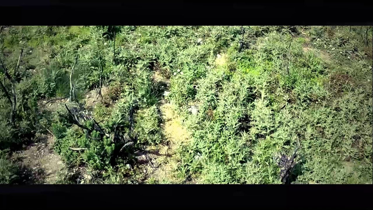 Há mais mistérios entre o Céu e a Terra do que sonha a nossa vã filosofia.