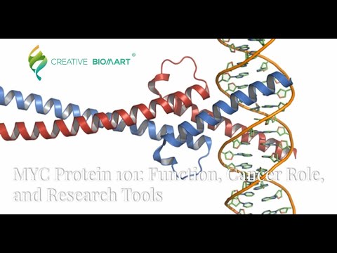 MYC Protein 101: Function, Cancer Role and Research Tools