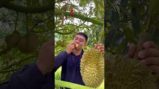 正品的榴莲苗都是带土带叶发，它的叶子是一边不同一边的，口感很好，营养价值很高，种一批这辈子都不用愁啦#三农种植 #榴莲 #榴莲苗