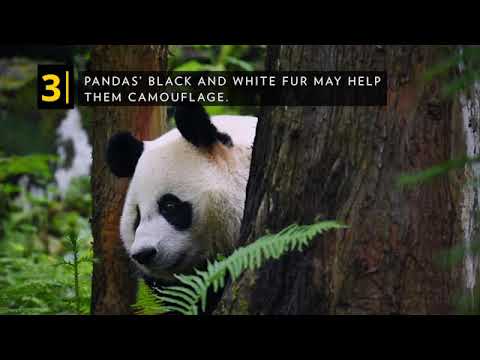 National Geographic Reading Explorer 3- Unit 3 Protecting Pandas