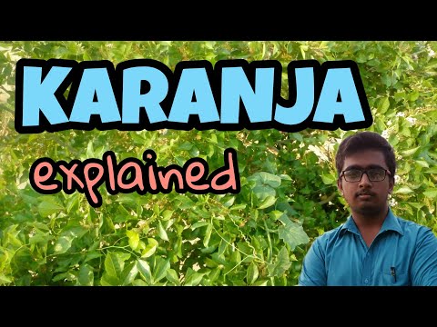 About karanja natural herbs