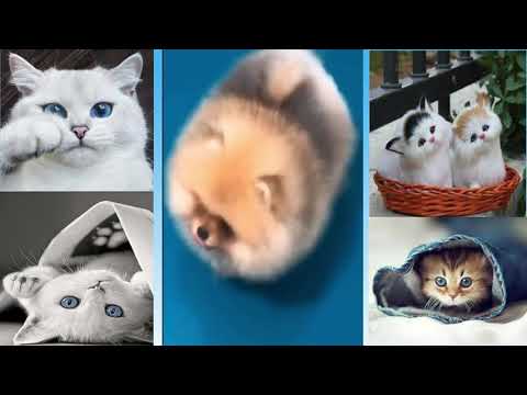 Nikola cute/Fun and cute cat and dog/relax time with funny animals/love and joke/cute pets family/