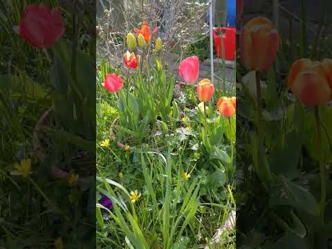 tulips from amsterdam.