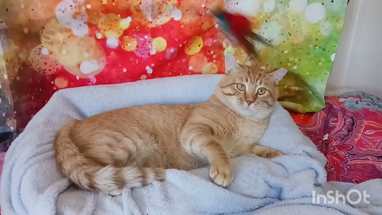 Enlarge Sir Flame, a Adopted Tabby in Mesa, AZ video 4/4