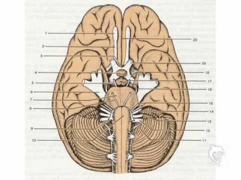 Video thumbnail for Nerves Normal, Breath Normal