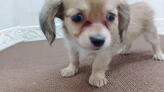 ハーフ犬の動画01