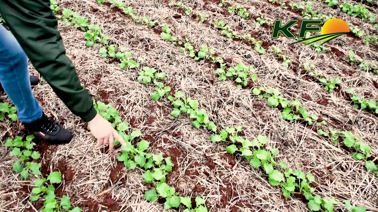 Comparativo do Plantio da Canola com KF x Outra Marca