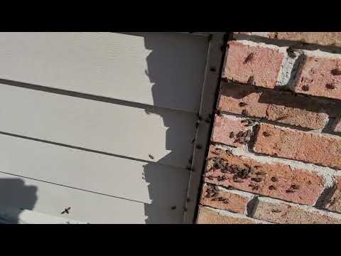 Boxelder Bugs Are All Over This Home in Montgomery, NJ