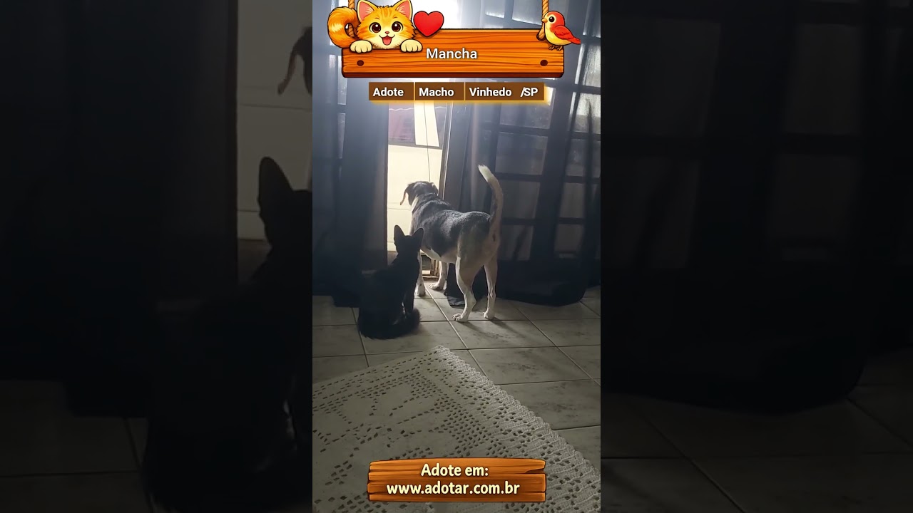 Gato raça SRD-ViraLata idade 2 a 6 meses nome Mancha